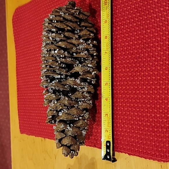 Very Large Pine Cones - Picture 4 of 7